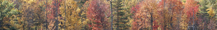 Fall Colors